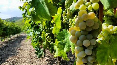 Caro energia nel settore vitivinicolo: la denuncia della cooperativa Colomba Bianca