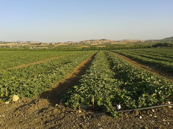 Agricoltura: bonus DONNE IN CAMPO