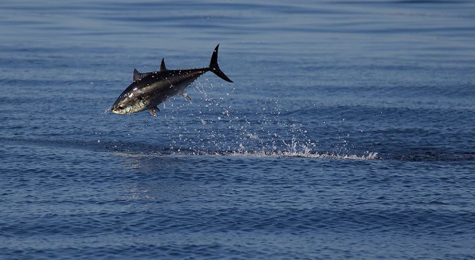 Pesca in Sicilia. A rischio campagna pesca tonno rosso 2023