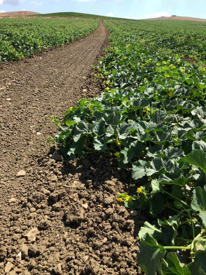 Agricoltura: bonus DONNE IN CAMPO