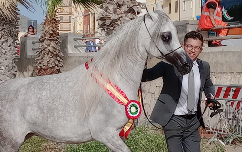 Rafinna PPJ trionfa come Best in Show alla Trapani Arabian Horse Cup 2024