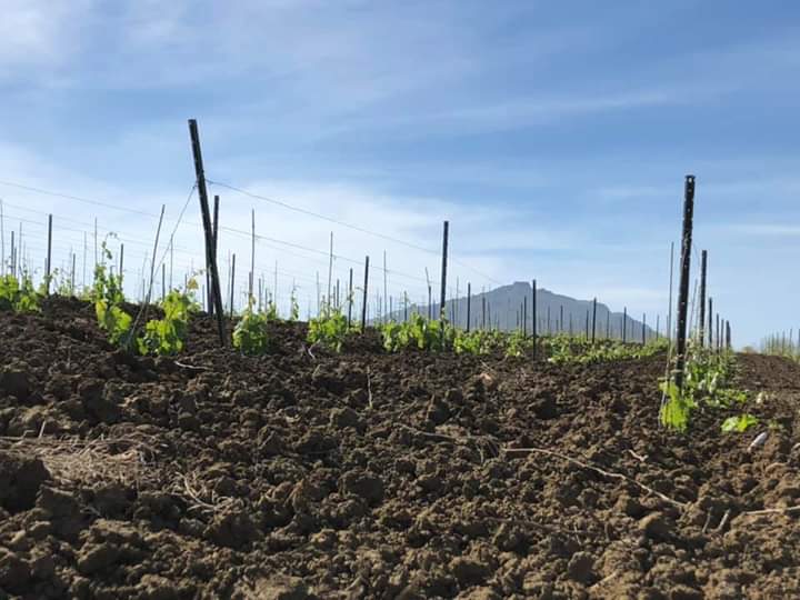 Agricoltura: bonus DONNE IN CAMPO