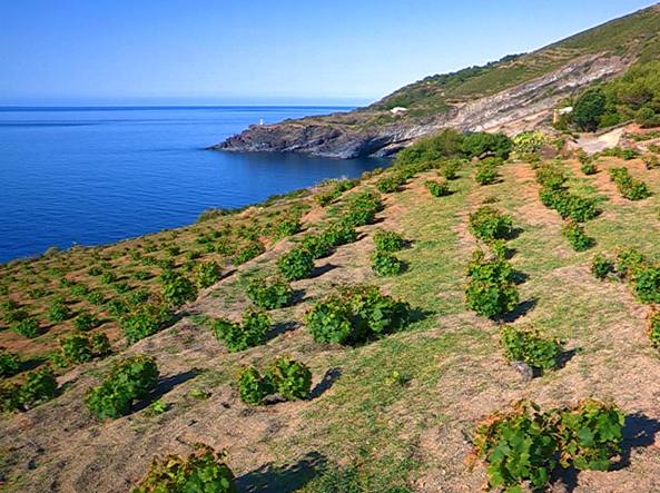 Pantelleria si fida del Veneto per tutelare il Passito