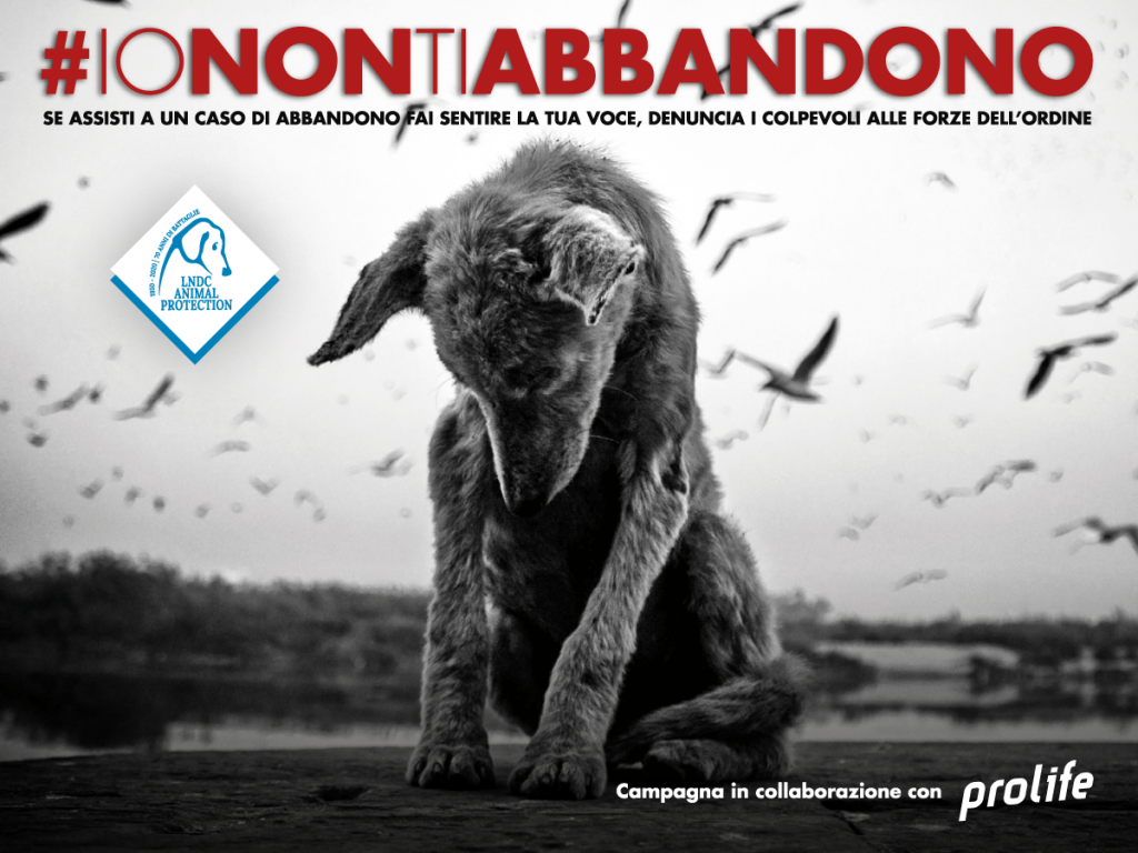 Gli amici non si abbandonano, mai! (VIDEO)