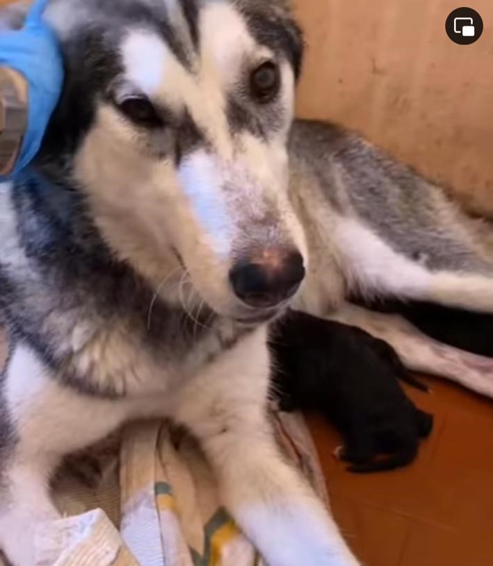 Akita è diventata mamma!