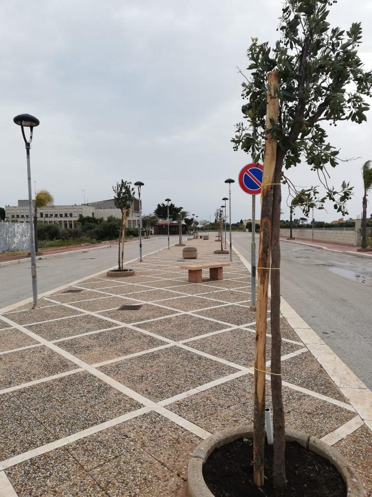 Nuovi alberi piantati sul territorio di Petrosino