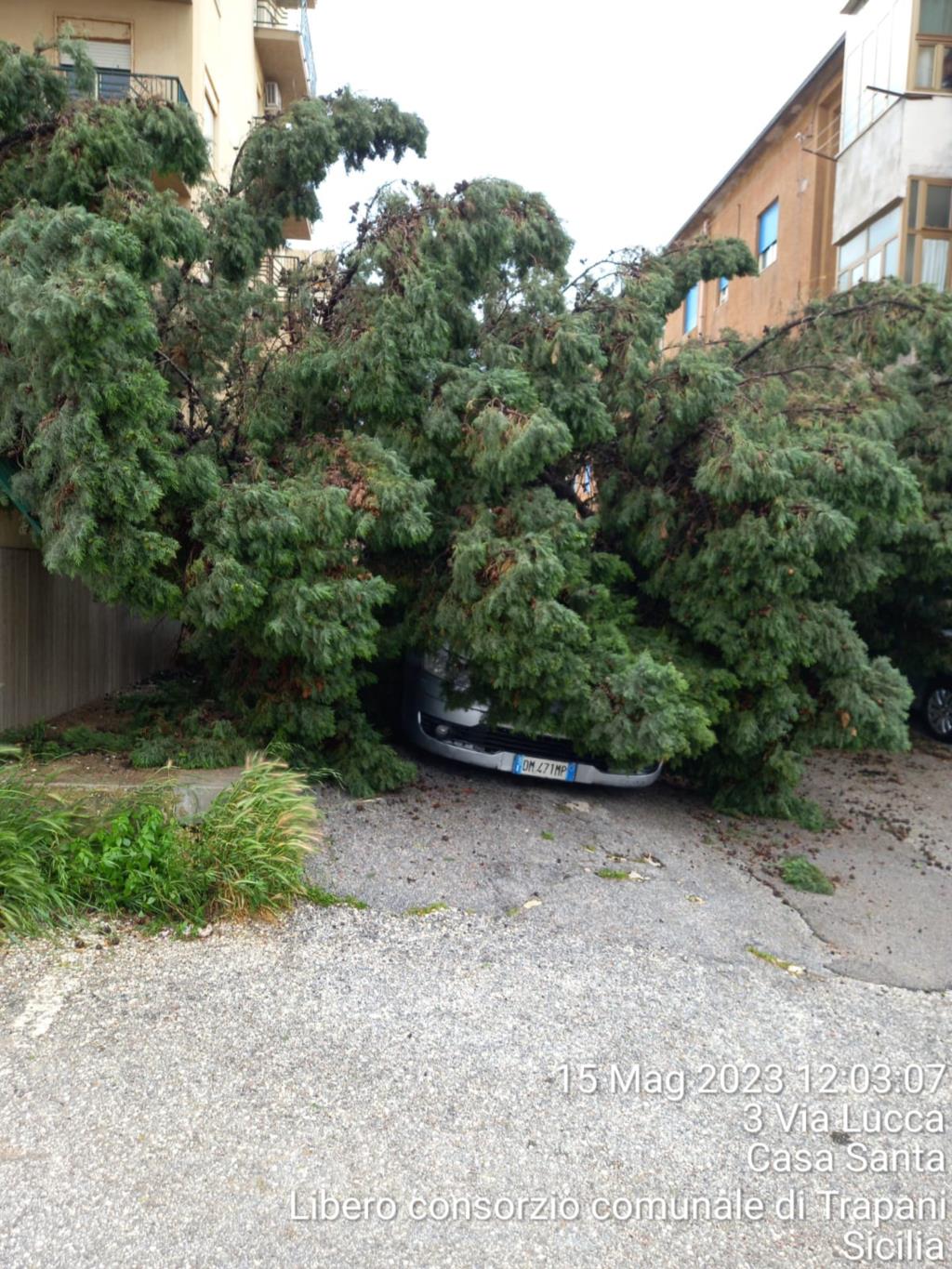 Maltempo a Trapani, alberi caduti e disagi nei trasporti ferroviari