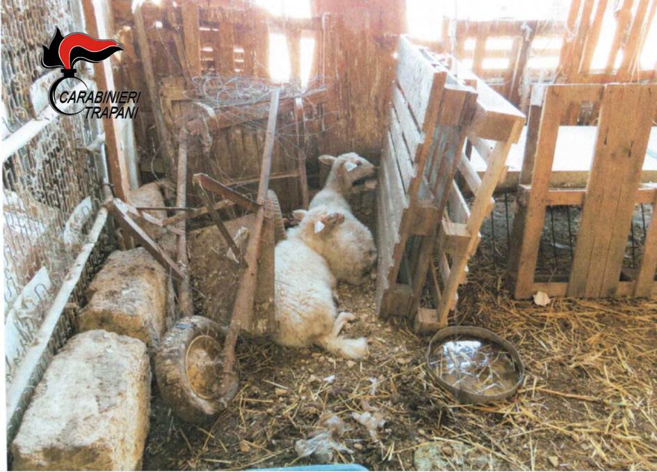 Trapani, i Carabinieri sequestrano 82 animali di vario tipo dopo la segnalazione di Enrico Rizzi