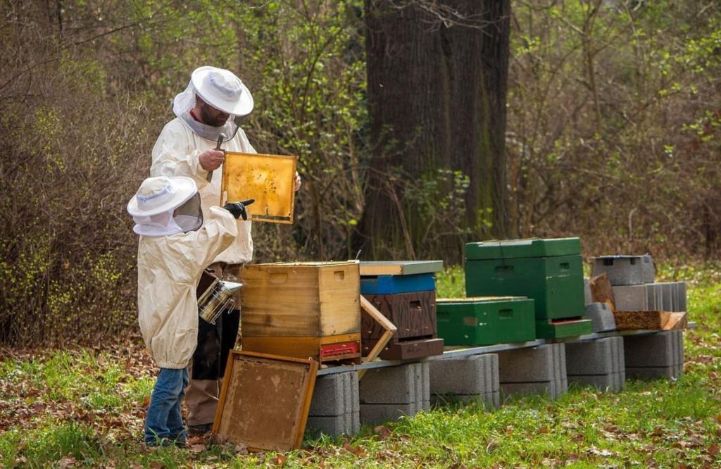 Regione, contributi agli apicoltori: pubblicato il bando