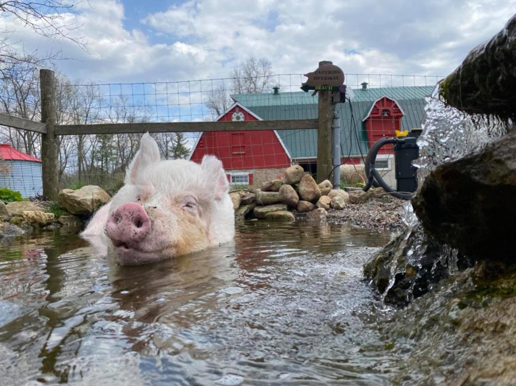 “Esther the wonder pig”