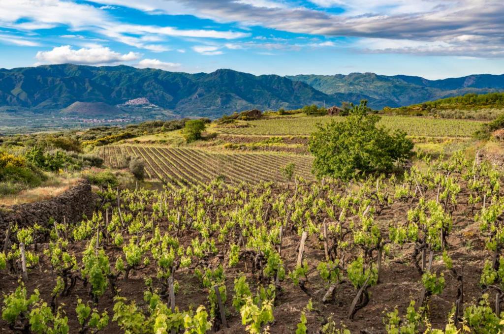 Banca della Terra, assegnati cinque lotti fra Custonaci e Melilli a giovani imprenditori agricoli