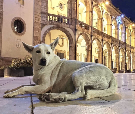 Mazara, è morta Bianchina: il cane mascotte del centro storico