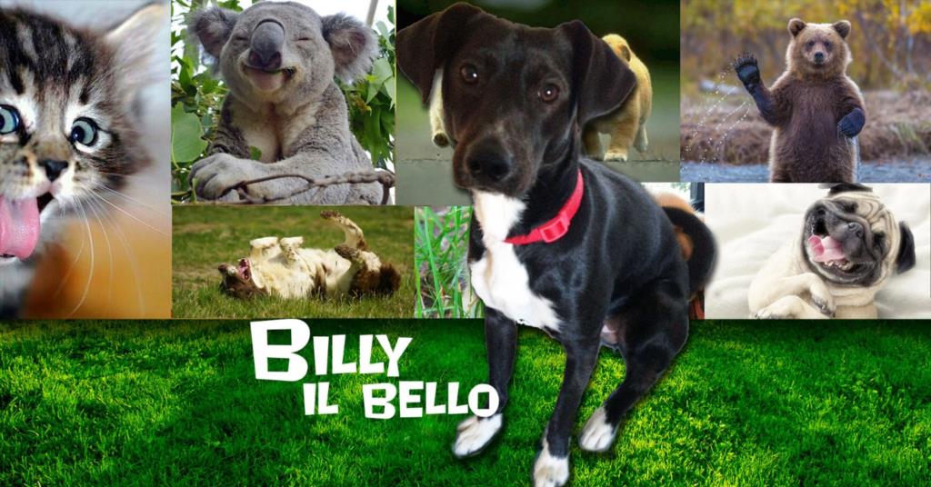 Sei dolcissime anime con la coda che cercano casa e famiglia