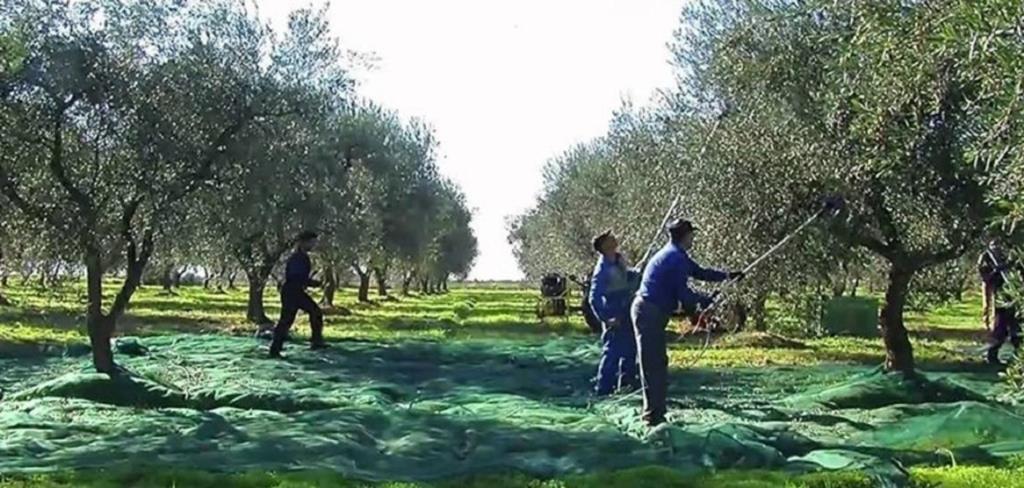 Campobello, niente soldi dalla Regione per il campo sosta dei lavoratori impegnati nella raccolta delle olive