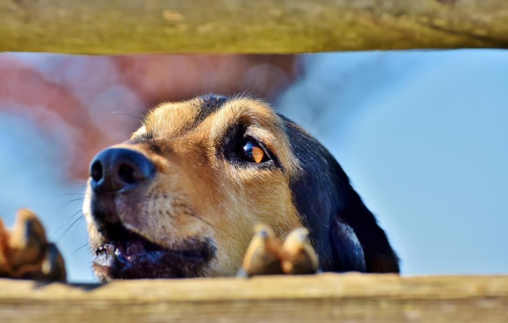 I cani capiscono il linguaggio dell’uomo?  (VIDEO)