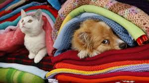 Cani e gatti temono il freddo (VIDEO)