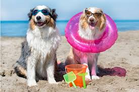 Cani in spiaggia, regole e consigli per un'estate da favola