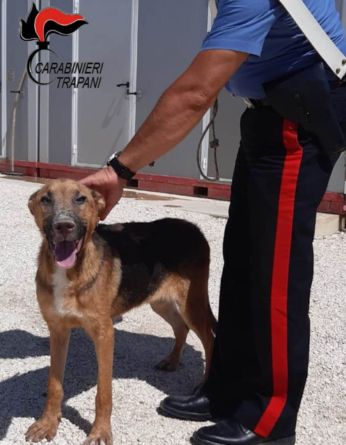 Salaparuta: maltratta il cane, denunciata una donna