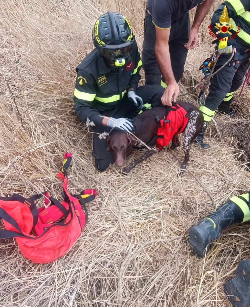 Castellammare del Golfo, cane cade in un pozzo: salvato dai Vigili del Fuoco