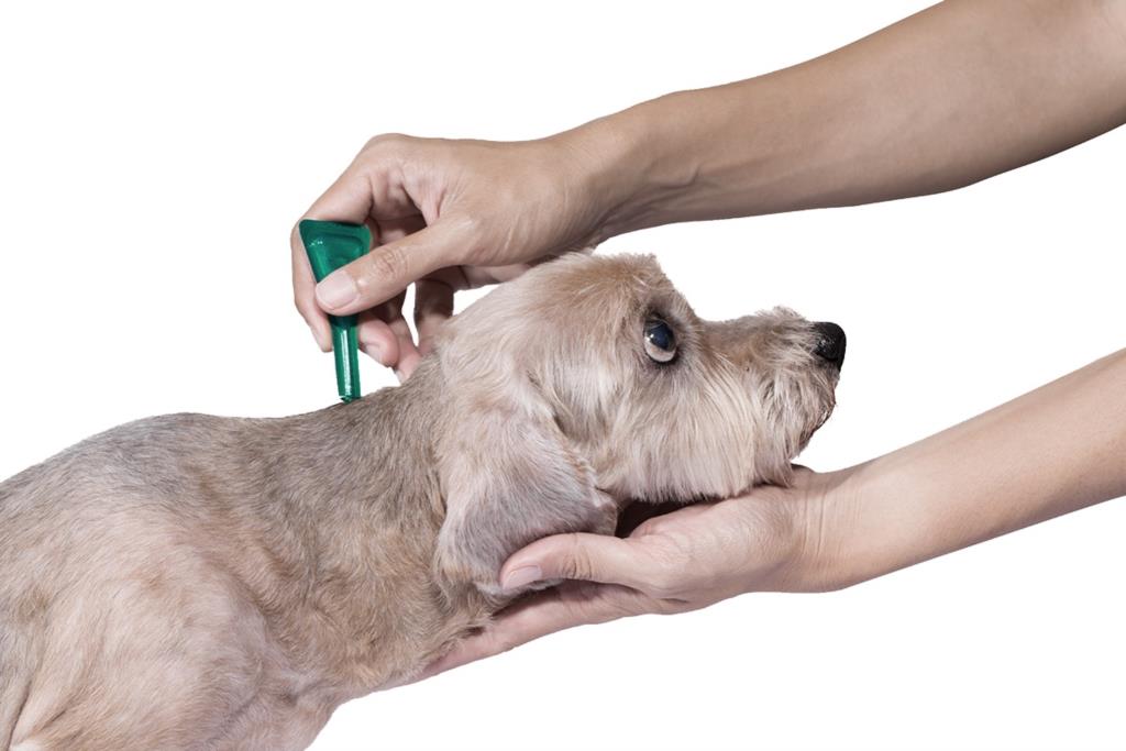 Antiparassitari per cani e gatti, come scegliere il migliore? (VIDEO)