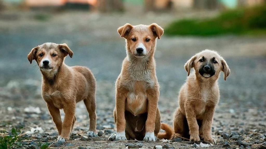 Cani di quartiere trasferiti a Crotone, l'Oipa diffida la sindaca di Erice