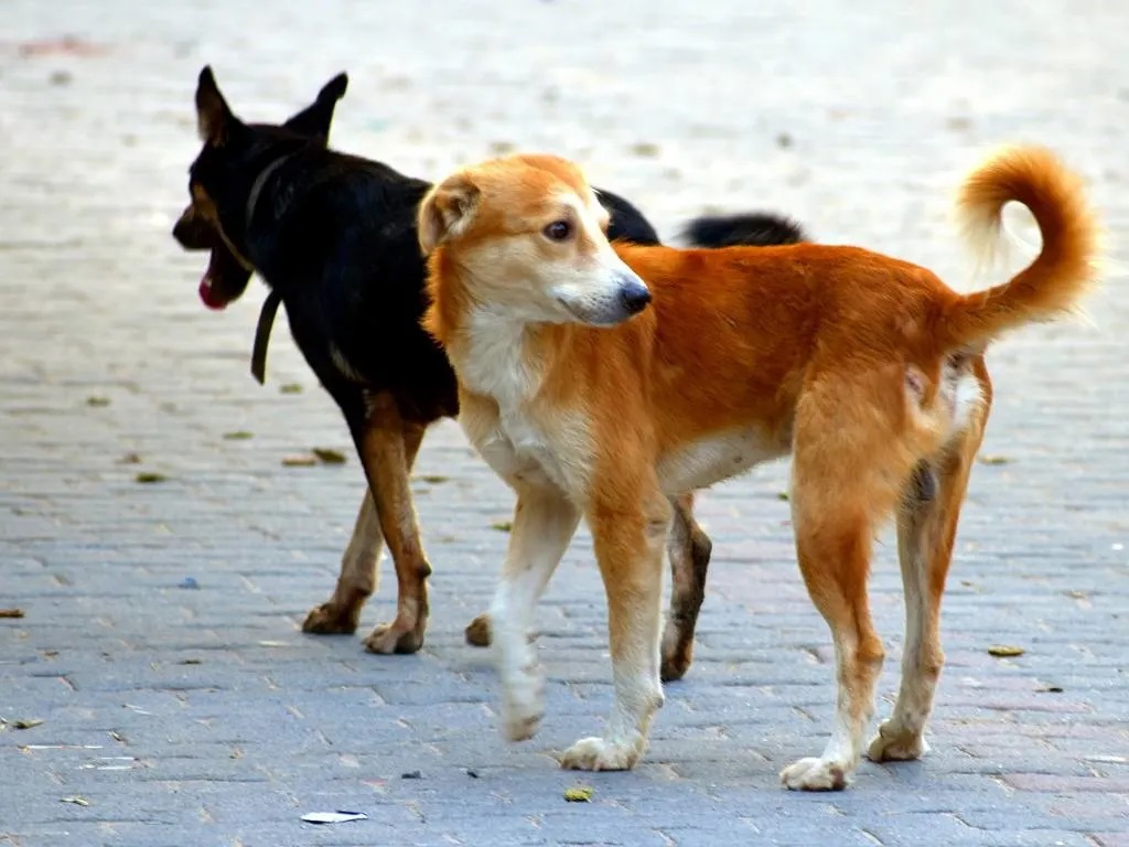 Erice, Toscano: 'Nessun trasferimento dei cani di quartiere'