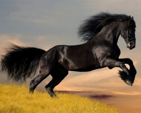 Arabian Horse Cup 2024