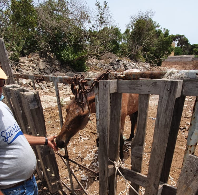 Favignana: il cavallo abbandonato in un campo, la denuncia di Red Ronnie