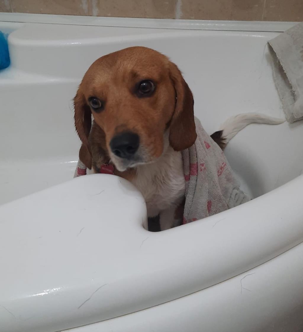 Il bagnetto perfetto per i vostri cuccioli (VIDEO)