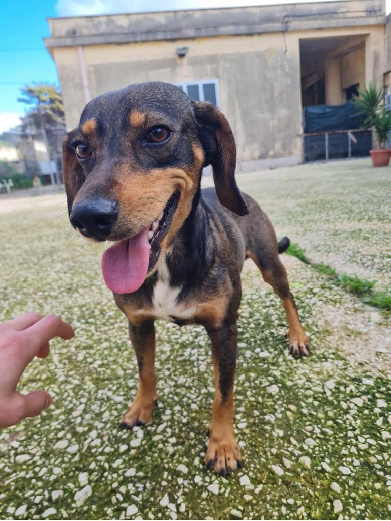 Trapani, i cuccioli dell'Oipa che cercano casa