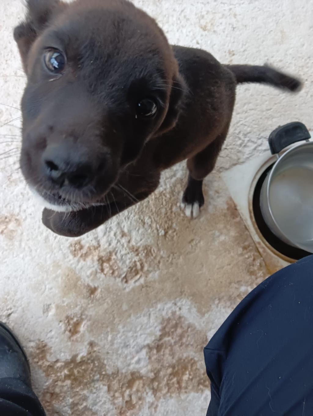 Trapani, gli angeli blu che salvano i cuccioli meno fortunati