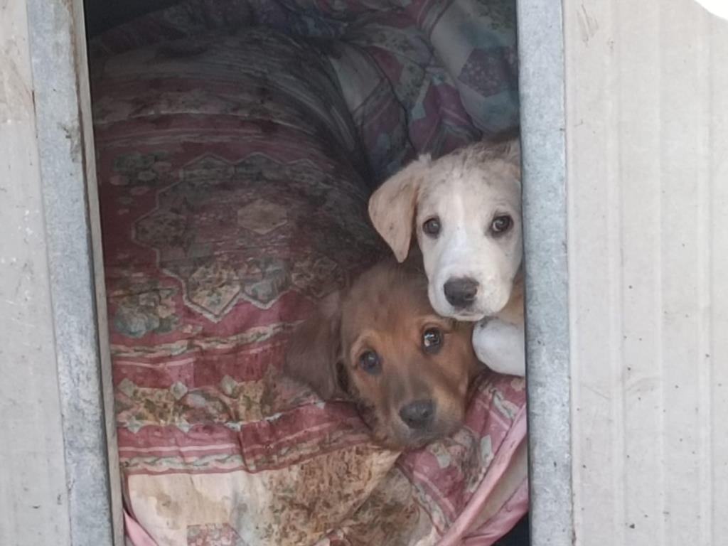 Cercano casa i sette cuccioli salvati dalla strada dalla Polizia municipale