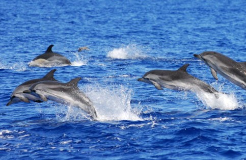 Alcamo Marina: tre delfini spiaggiati in meno di un mese, accertamenti in corso per risalire alle cause