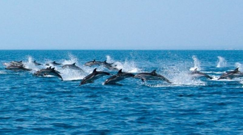 Giornata mondiale dei delfini: l'area marina protetta delle Egadi partner del progetto «Life Delfi»