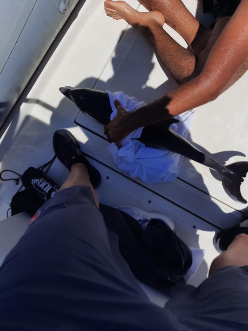 San Vito Lo Capo, delfino rischia di morire vicino gli scogli