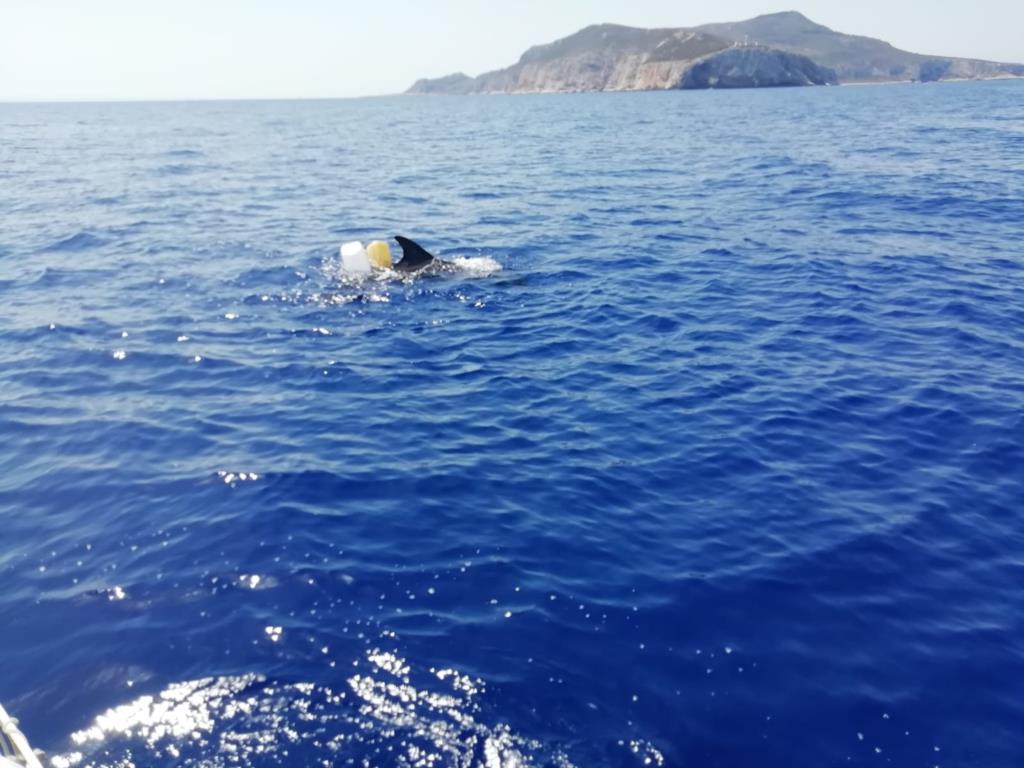 Egadi, la Guardia costiera salva un delfino impigliato in una rete