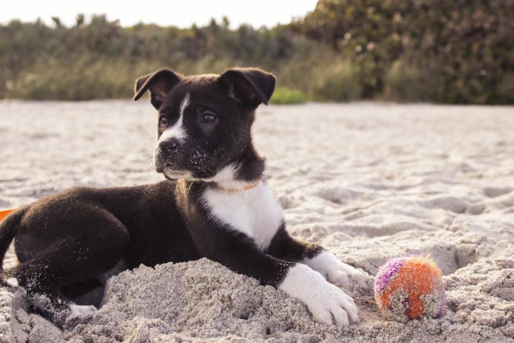 Cani in spiaggia: ora si può!
