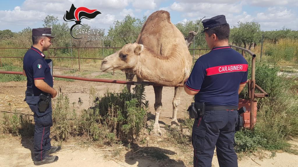 Castelvetrano, animali protetti in un'azienda agricola: denunciato un 54enne (VIDEO)