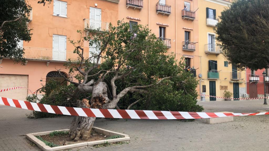 Trapani, grosso albero si schianta al suolo in via Duca D'Aosta (VIDEO)