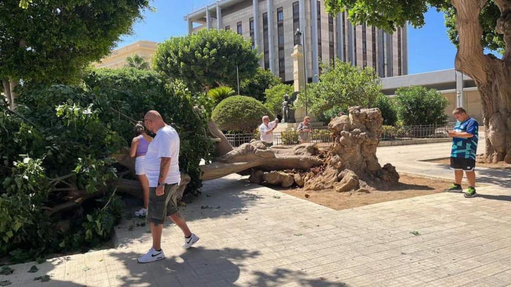 Trapani, crolla un'eritrina in piazza Vittorio Veneto