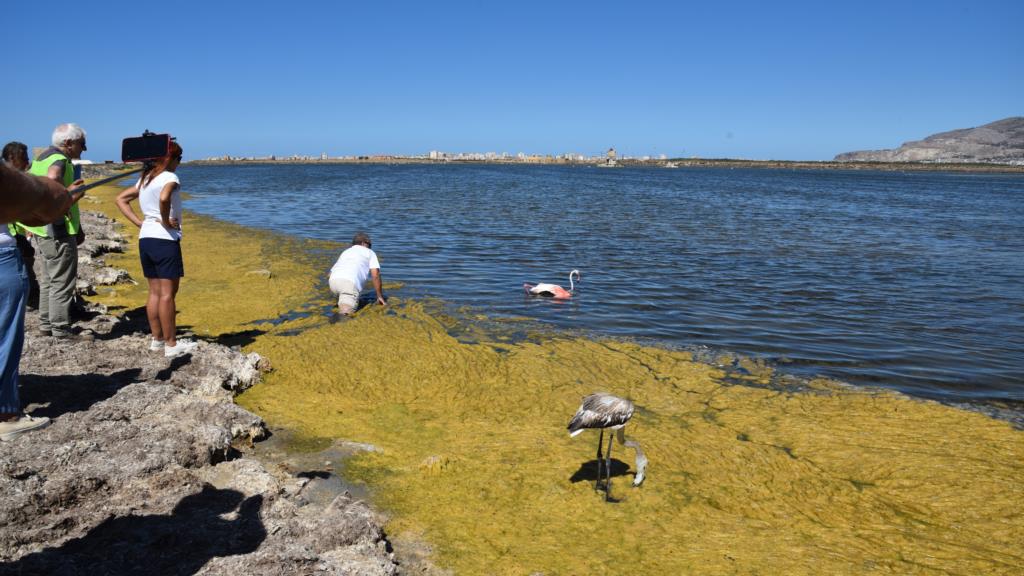 Rilasciati 2 Fenicotteri rosa alle saline di Trapani