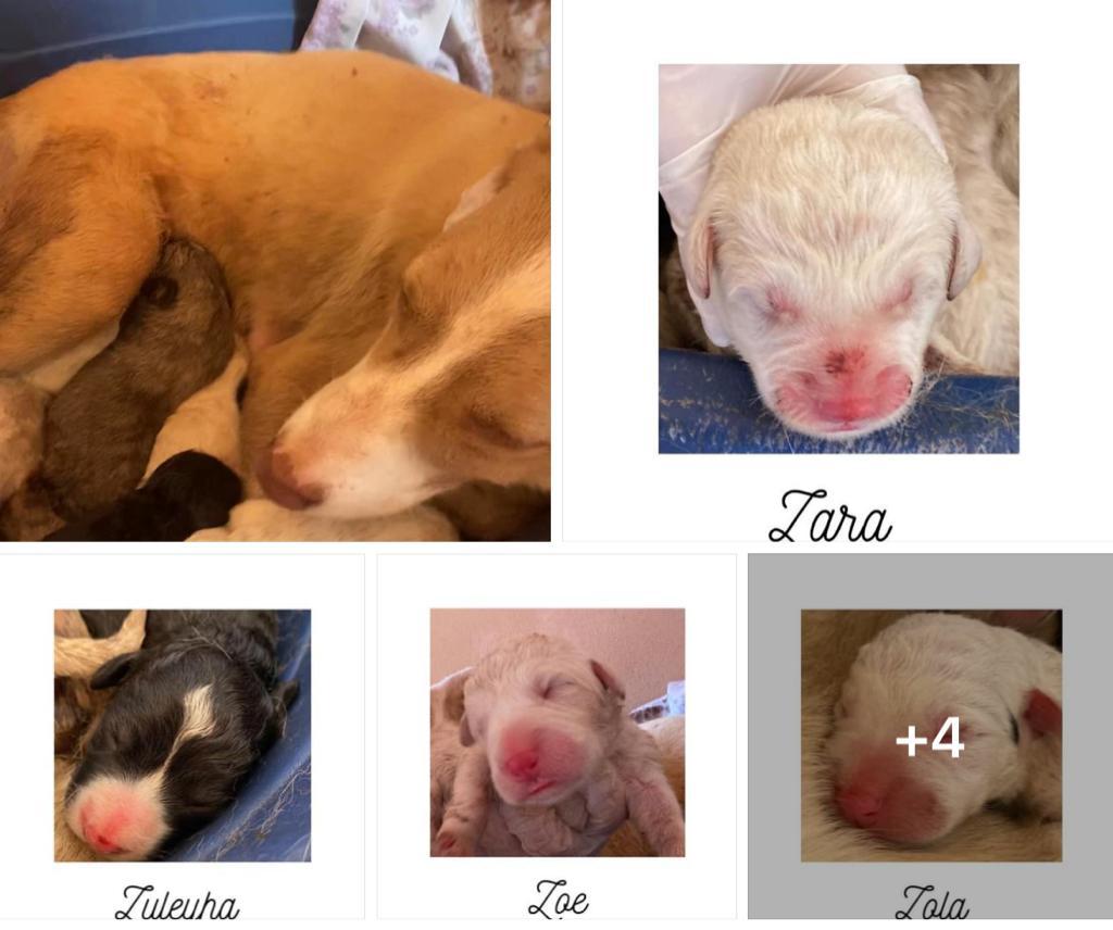 Sette bellissimi nuovi cuccioli in casa de L'arca di Johnny e Osvaldo