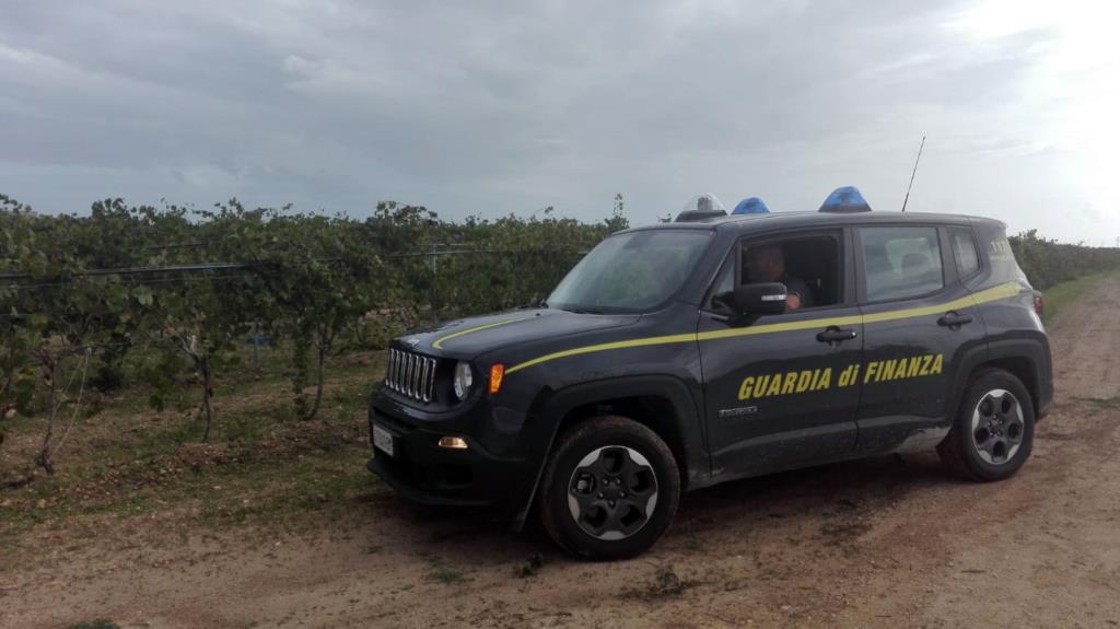 Salemi, scoperta piantagione di marijuana tra gli alberi d'ulivo