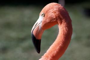 Foto John Flamingo