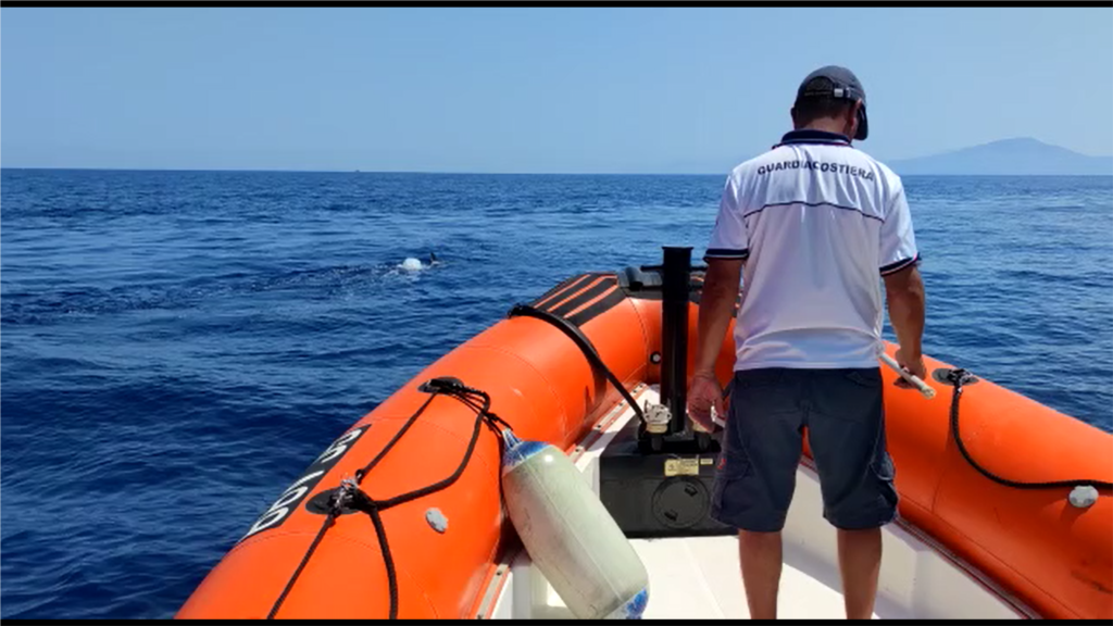 Egadi, la Guardia costiera salva un delfino impigliato in una rete