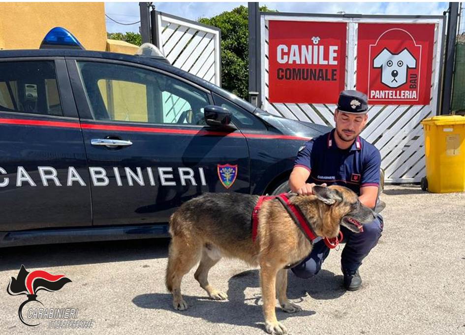 Pantelleria, i Carabinieri salvano un pastore tedesco