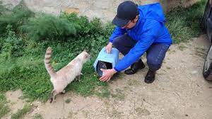 Trapani, sterilizzati 100 gatti con fondi Oipa e un veterinario Enpa