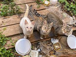 Favignana, al via la campagna di sterilizzazione dei gatti randagi