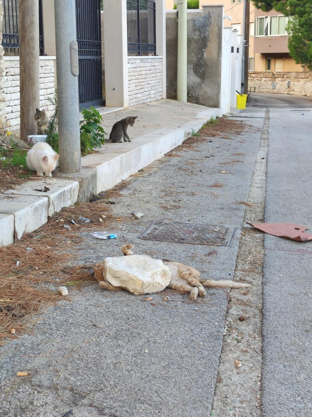 Erice, trovato gatto schiacciato e bruciato in via Manzoni