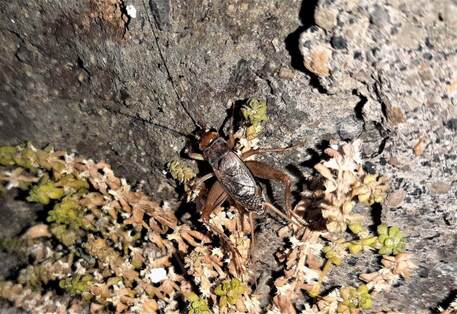 Scoperta nuova specie di grillo a Pantelleria